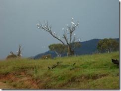 cockatoo tree