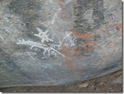 yankee hat dingo and turtle