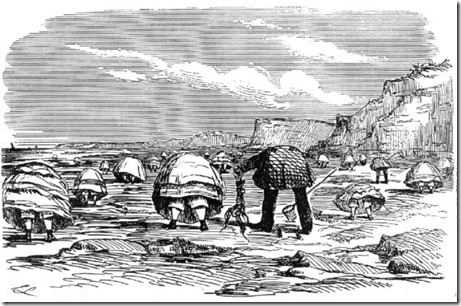 Punch-lampooning-Woods-readers-Source-Common-Objects-at-the-Sea-SideGenerally-Found_W640